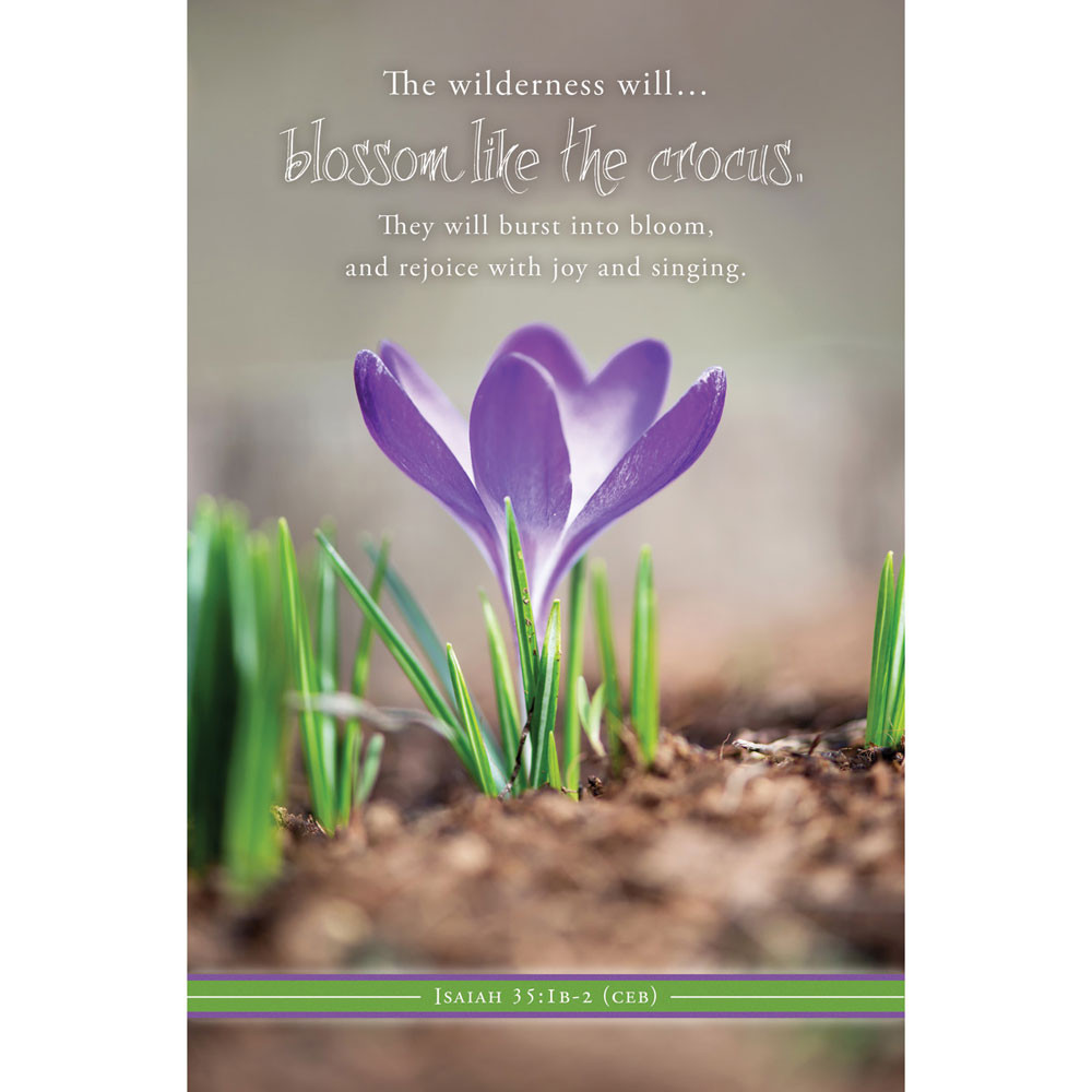 11" Bulletin - Spring - The wilderness will blossom - Isa 35:1b-2 - AP2211