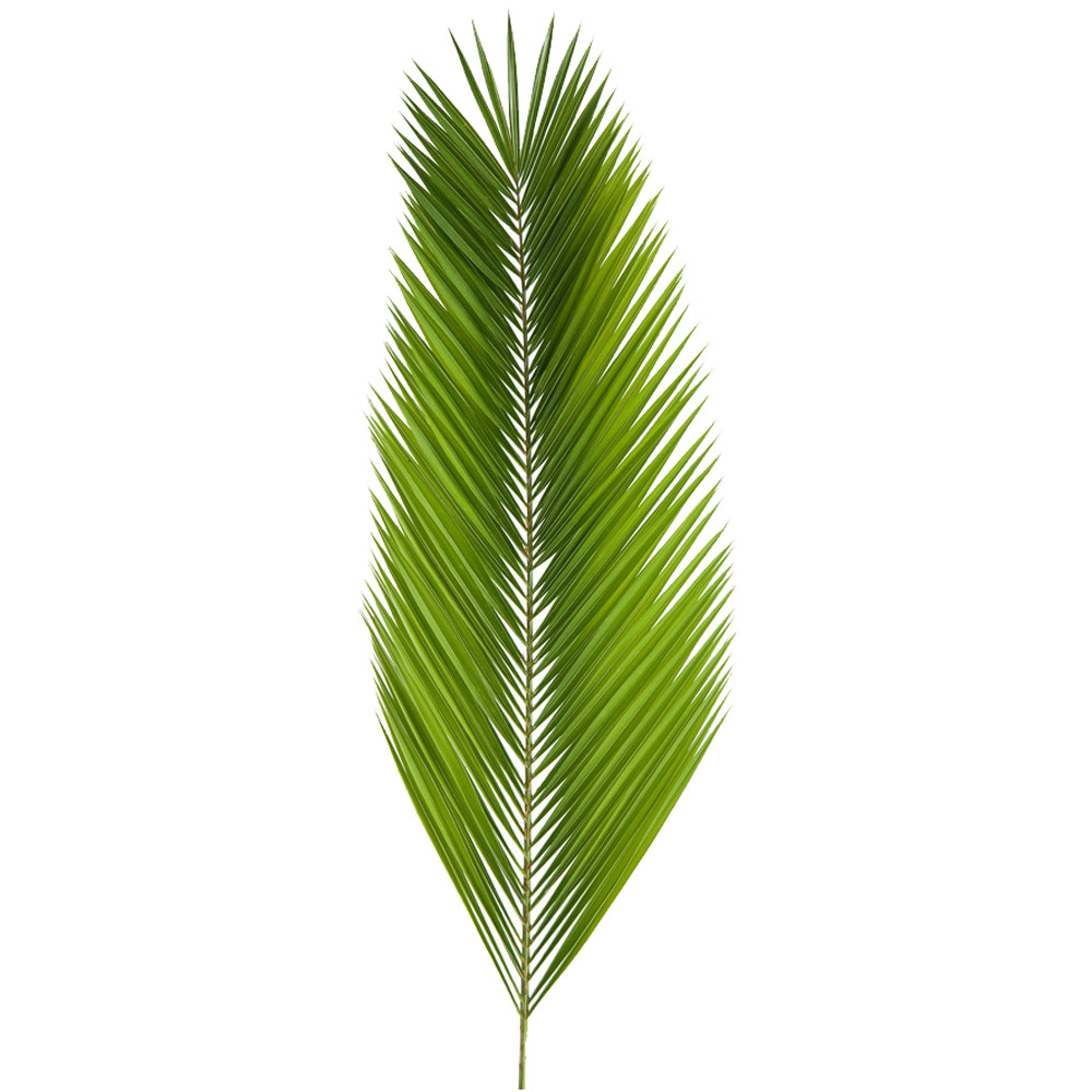 Fresh Date Palm Branches (Pack of 4) for Palm Sunday