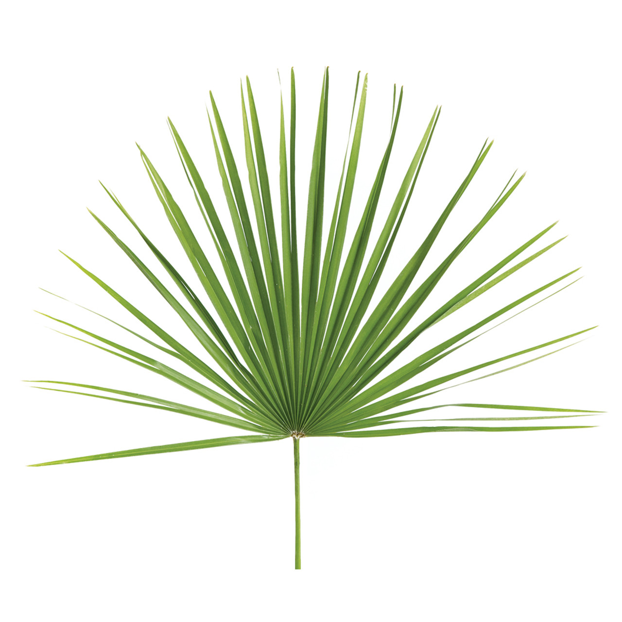 Palm Sunday Mediterranean Palms | Palm Branches for Sale