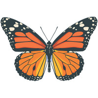 Electronic Butterflies – Skylab Amazon.com: LEXiBOOK, Crosslander Butterfly, My Remote