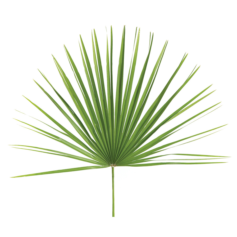 Palm Sunday Mediterranean Palms Palm Branches for Sale