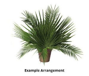 Fresh Date Palm Branches (Pack of 4) for Palm Sunday