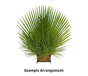 Fresh Date Palm Branches (Pack of 4) for Palm Sunday