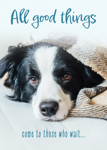 Boxed Cards - Get Well - Well Whiskers - Pack of 12