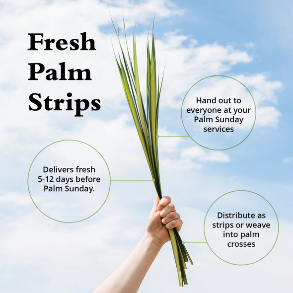 Fresh Palm Strips - Long Size 24-36" (Pack of 100)