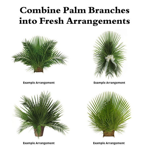 Fresh Date Palm Branches (Pack of 4) for Palm Sunday