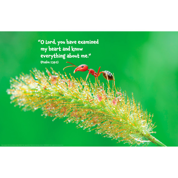Rainforest Falls Bible Verse Posters (set of 5) (22" x 34") - Needed for Sticky Scripture Station - Two-sided English/Spanish - Rainforest Falls VBS 2026 by Group