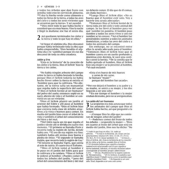NVI Holy Bible, Economy Edition, Large Print, Softcover - Case of 28