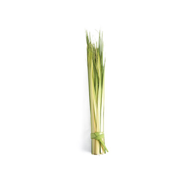 Fresh Palm Strips - Short Size (Pack of 100) 13