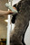 Wahl Professional Animal KMC+ 2-Speed Cordless Clipper (3025661) - Detachable Blade Pet & Dog Clipper Kit - Patented Ergonomic Housing Design - Sage