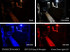 Diode Dynamics Interior LED Conversion Kit Stage 2 Blue (07-18 Wrangler JK) DD0366