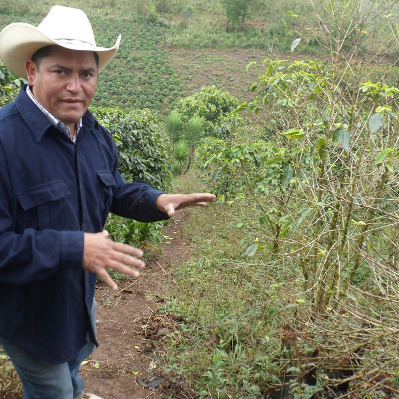 ☕Café en grano natural. 100% Arabica. Origen Honduras, 1kg. Tostado  artesano | Quality Roasters Coffees