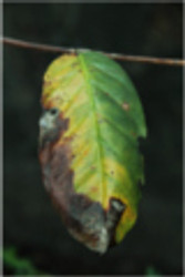 Understanding Roya: The Coffee Rust