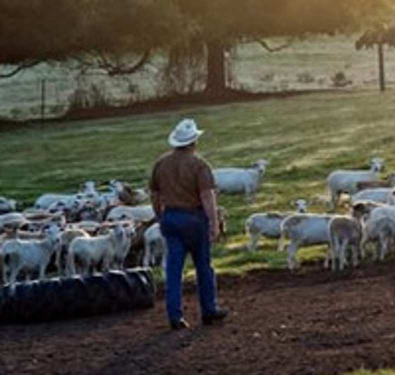 Tour De Farm Spotlight: White Oak Pastures