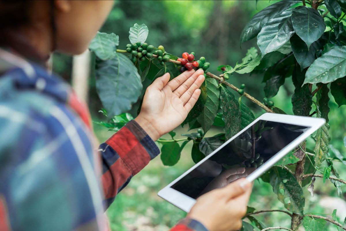 Woman with tablet examines coffee cherries