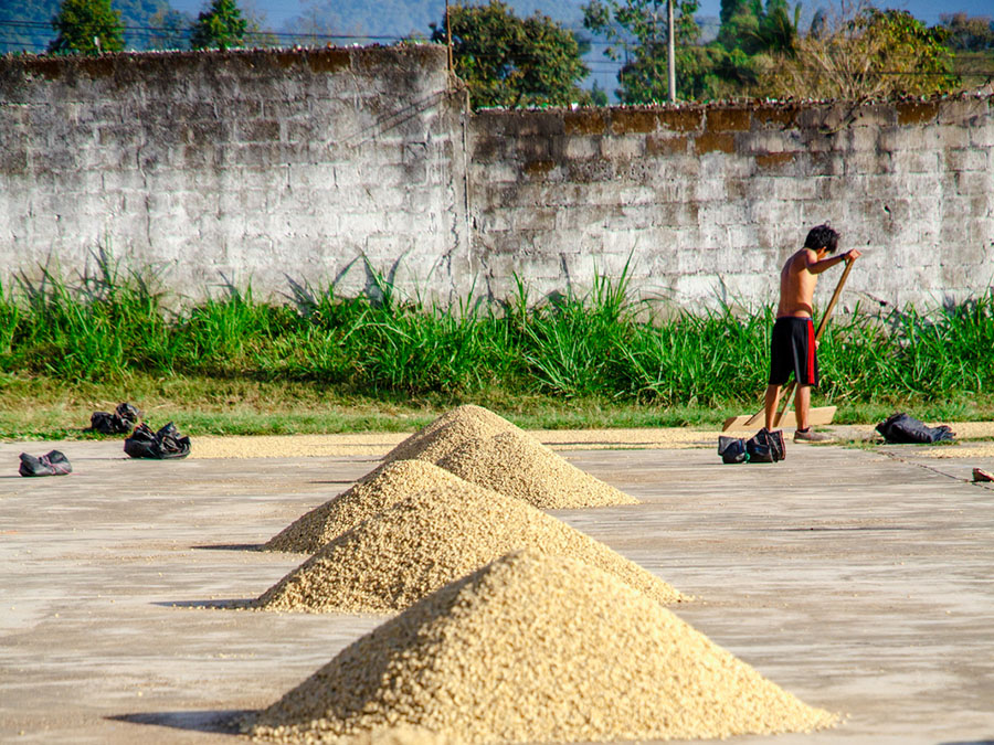 Green coffee is sorted at Cooperativa Agraria Cafetalera Pangoa in San Martin de Pangoa Peru