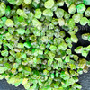 Natural Tsavorite Rough Kelly Green Color Facet/Cabs Quality 3mm-11mm Loose Gemstone Rough