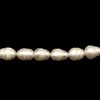 Freshwater Pearl 12x10mm Ringed Smooth Cut Bridal White Color 15.5inch Strand June Birthstone