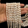 Freshwater Pearl 7x5mm Button/Drop Smooth Cut Ivory Color 15.9 inch Strand June Birthstone
