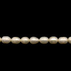 Freshwater Pearl 7x5mm Button/Drop Smooth Cut 57 PCS Ivory Color 15 inch Strand June Birthstone