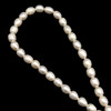 Freshwater Pearl 7x5mm Button/Drop Smooth Cut 57 PCS Ivory Color 15 inch Strand June Birthstone