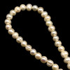 Freshwater Pearl Strand 8x7mm Ringed Smooth Cut Ivory Color 15.5 inch Pearl Birthstone