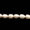 Freshwater Pearl 10x7mm Button/Drop Smooth Cut Bridal White Color 15.5 inch Strand