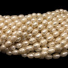 Freshwater Pearl 11x8mm Button/Drop Smooth Cut Ivory Color 15.3 inch Strand