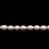 Freshwater Pearl 7x5mm Button/Drop Ivory Color  Smooth Cut 15.3 inch Strand