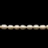Freshwater Pearl 8x5mm Button/Drop Smooth Cut Ivory Color 15" Strand