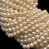 Freshwater Pearl 7x6mm Button/Ringed Smooth Cut Cream Color 15.7" Loose Strand