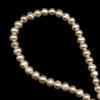 Freshwater Pearl 7x6mm Cream Ringed Button Smooth Cut 15.6 Inch Necklace Strand