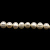 Freshwater Pearl 7x6mm White Button Ringed Smooth Cut 15.6 Inch Necklace Strand