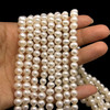 Freshwater Pearl 7x6mm White Button Ringed Smooth Cut 15.6 Inch Necklace Strand