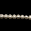 Freshwater Pearl 7x6mm Button/Ringed Smooth Cut Cream Color 15.5 inch Necklace Strand