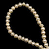 Freshwater Pearl 7x6mm Button/Ringed Smooth Cut Cream Color 15.5 inch Necklace Strand