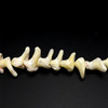 Mother of Pearl Beads Strand 25x15-21x12 mm Ship Plain Cut VVS Clarity Light Cream Color Birthstone Jewelry Making