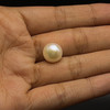 Fresh Water Pearl 10.5 mm Button/Rondelle Plain Cut Cream Color FL Clarity June Birthstone
