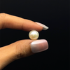 Fresh Water Pearl Cream Color 10.3 mm Button/Rondelle Plain Cut FL Clarity June Birthstone