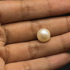 Freshwater Pearl 10.30mm Button/Rondelle Plain Smooth 1 Piece 6.21 Carats Flawless Clarity Cream Color Drilled Pearly Luster Jewelry Making June Birthstone