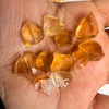 Natural Citrine Uncut Rough Gemstone 65.30 Carats 12 Pcs Golden Yellow Citrine Color Brazil Earth Mined | Faceting & Jewelry Making