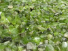 Natural Peridot Top Luster Sapat Mines Rough Facet Quality Rocks