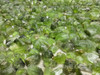 Natural Peridot Top Luster Sapat Mines Rough Facet Quality Rocks