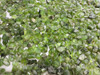 Natural Peridot Top Luster Sapat Mines Rough Facet Quality Rocks