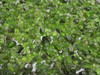 Natural Peridot Old Mines Earth-mined Sapat Valley Rough Facet Quality Rocks