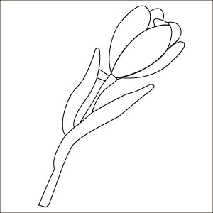 tulip-flower.jpg