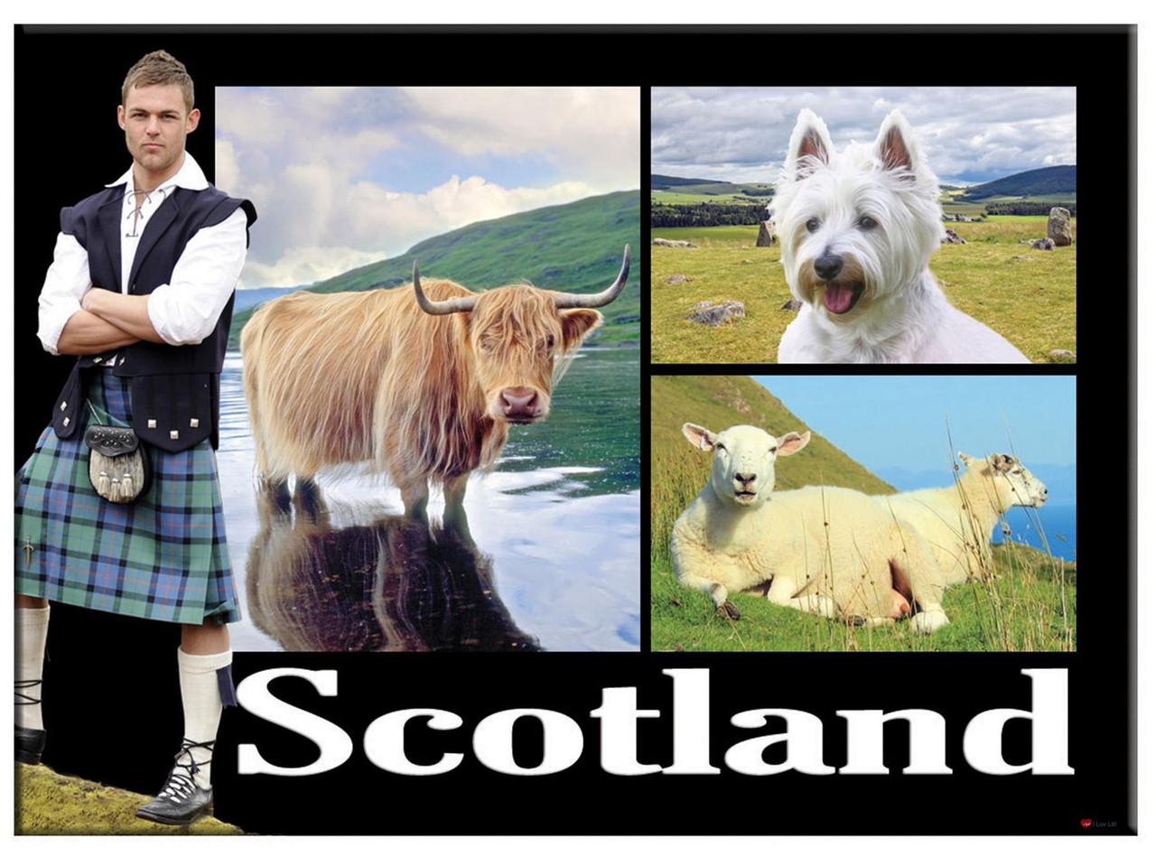 Scotland Kilted Farm Animal Scenic Montage Metallic Magnet