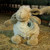 Sleepy Sheep Soft Toy Soft White Fur with Scottish Thistle Badge