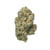 Sativa Dominant JACK HERER 27.32%