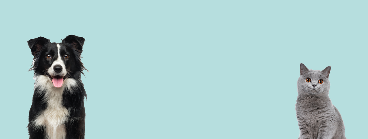 20% OFF ALL PET SUPPLIES!